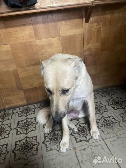 Щенки лайки