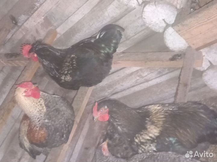 Молодые петухи