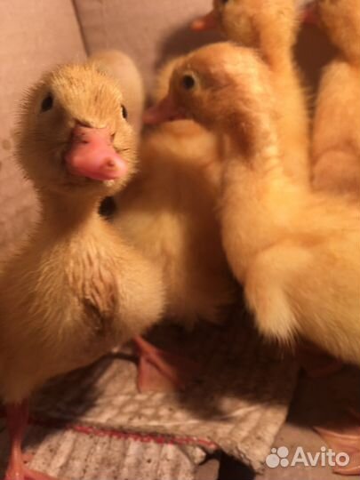 Утята 2-х недельные