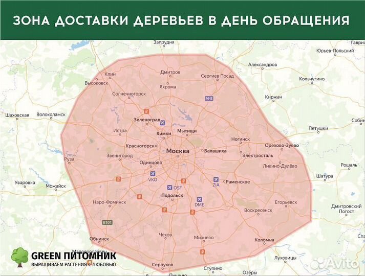 Туя для изгороди