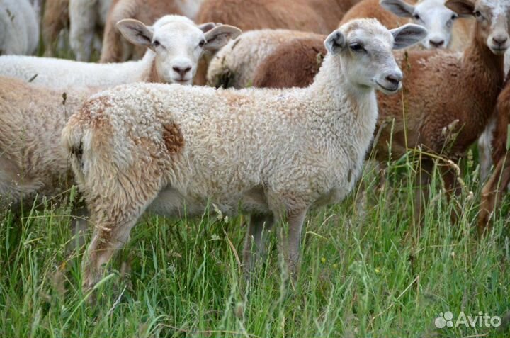 Барашек Катумский