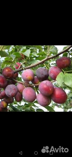 Саженцы Сливы сладкая крупная