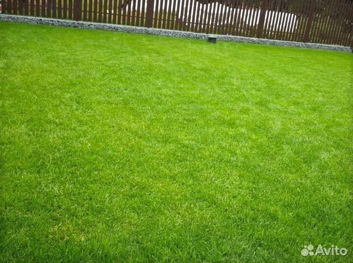 Натуральный рулонный газон 100% мятлик