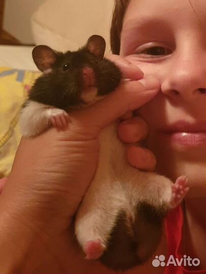 Хомяки сирийские Крупные