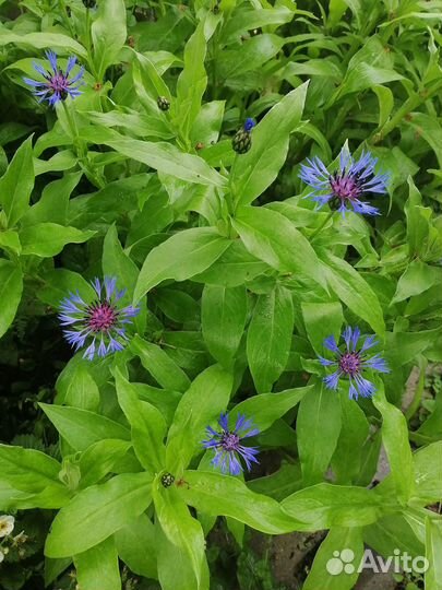 Васильки садовые (многолетники) -цена за кустик