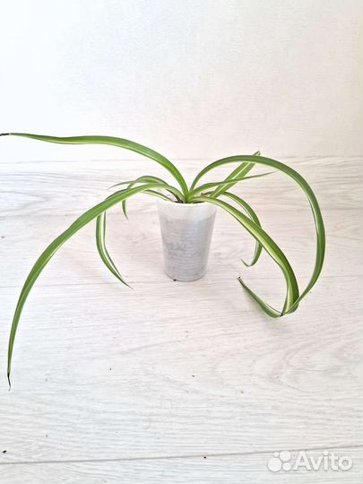Хлорофитум Бонни