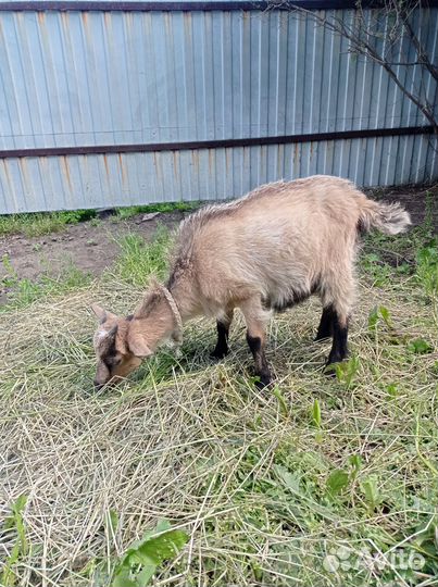 Козёл и коза