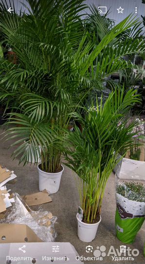 Пальма Арека/Дипсис