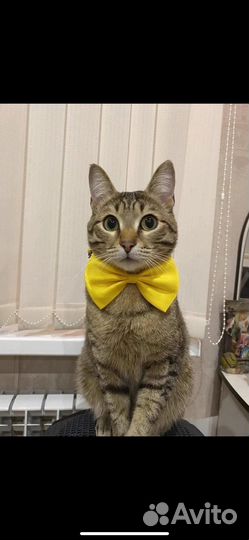 Потерялся кот