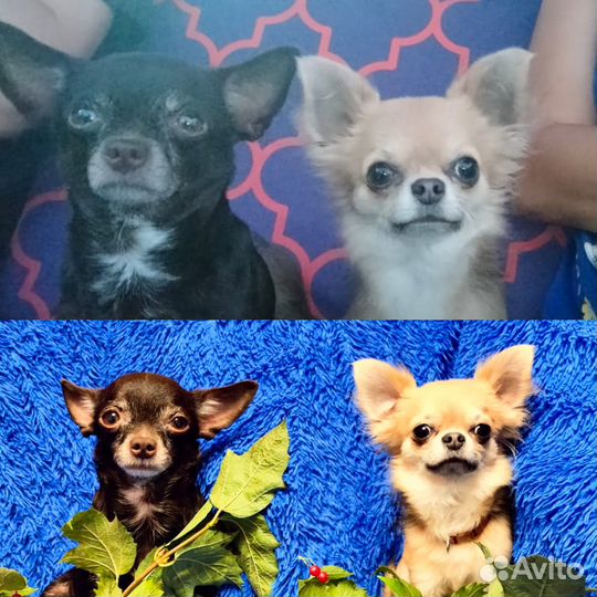 Щенки чихуахуа мини