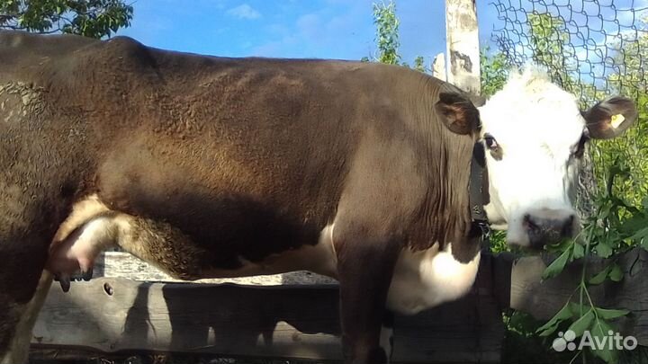 Корова дойная