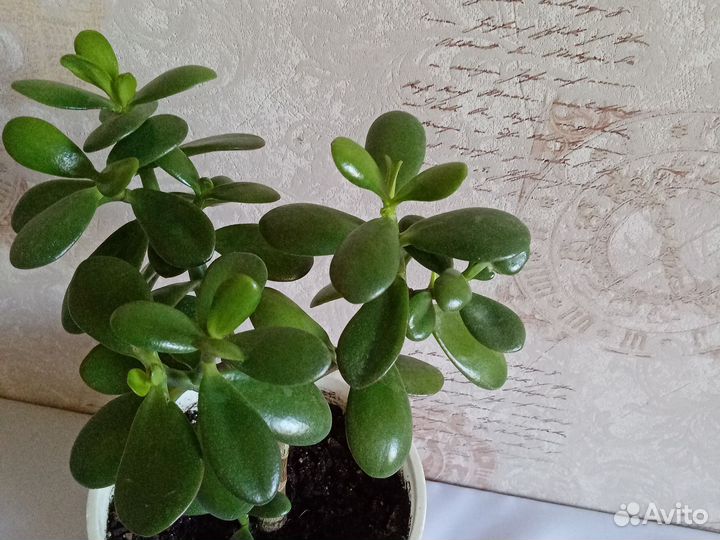 Толстянка, крассула