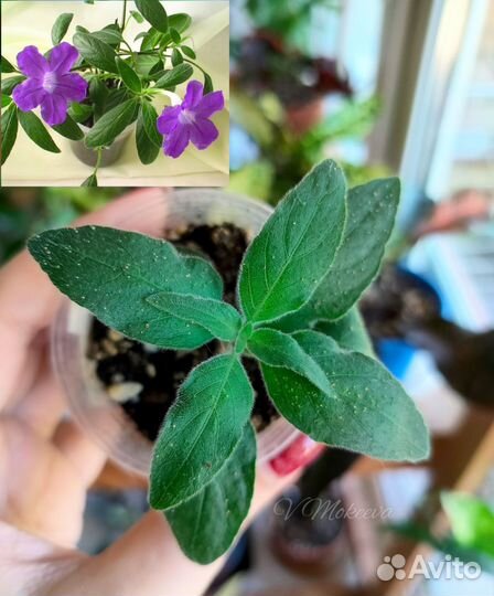 Комнатные цветы часть 1