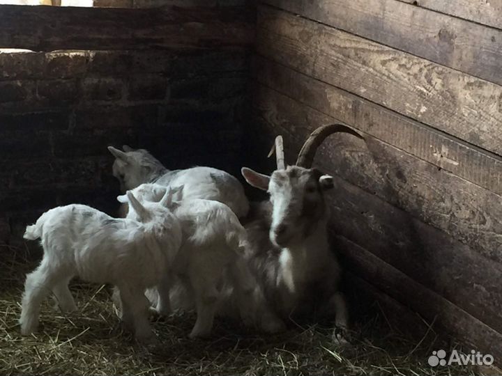 Оптом поголовье баранов, коз, овцы