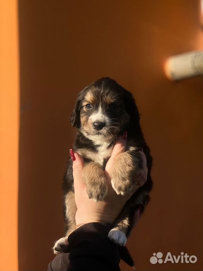 Щенки в добрые ручки