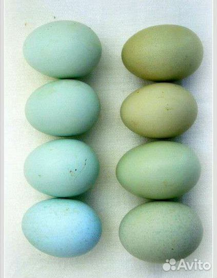 Яйца на инкубацию