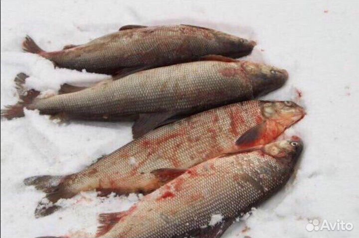 Щекур свежего улова