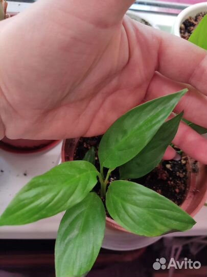 Спатифилумы разных сортов и сортовые