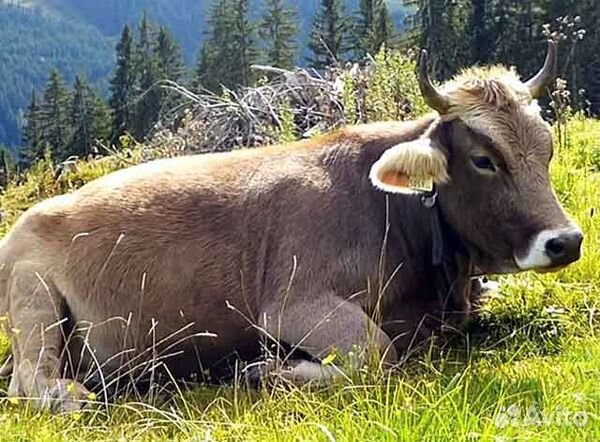 Молоко коровье