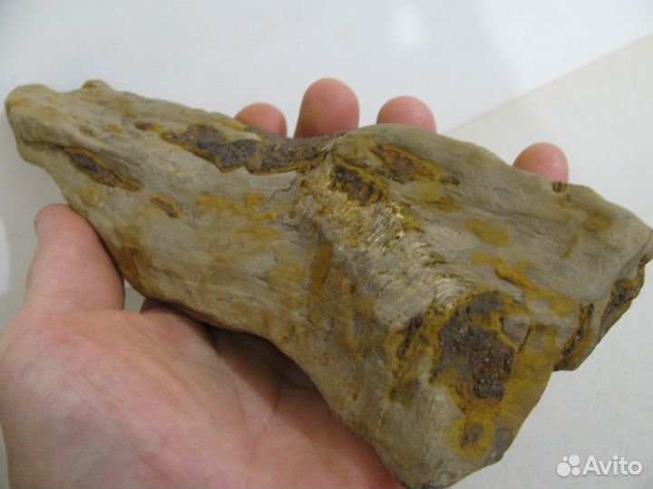 Окаменелое дерево (в коллекцию)