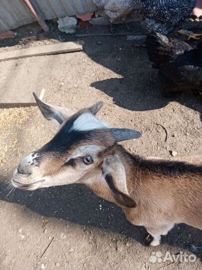 Продаю козла