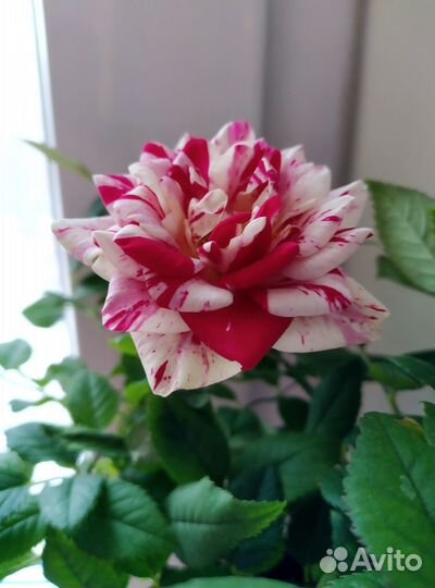 Роза домашняя пестрая