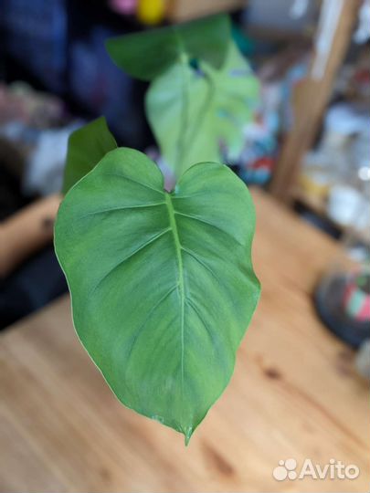 Монстера деликатесная