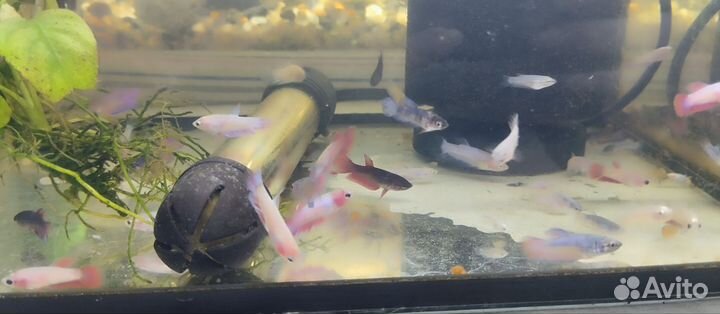 Рыбка петушок