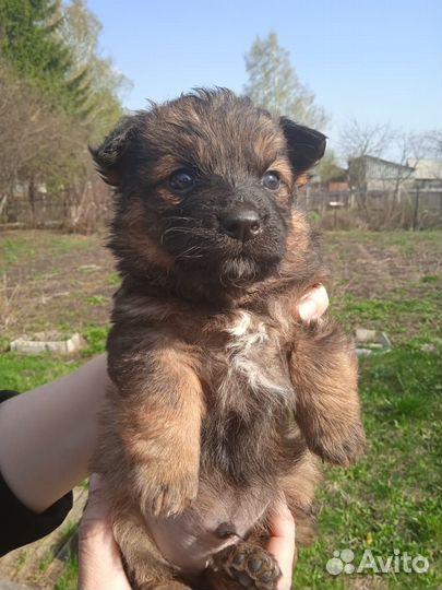 Щенки в добрые руки