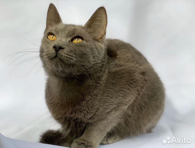 Кошка- Русская голубая в добрые руки