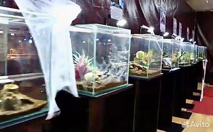 Пауки семейки Адамс