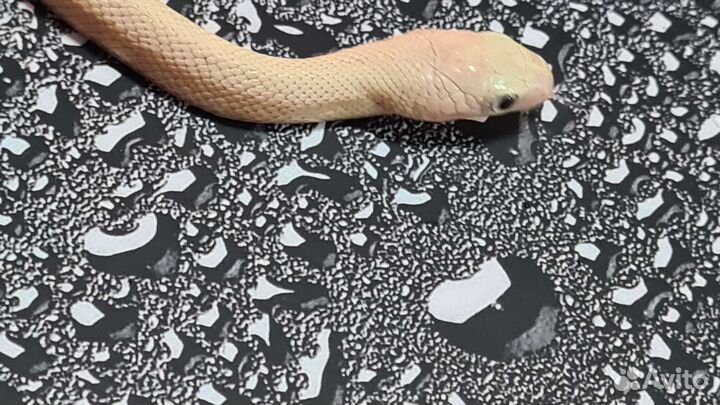 Белый техасский полоз леуцист (Elaphe obsoleta)