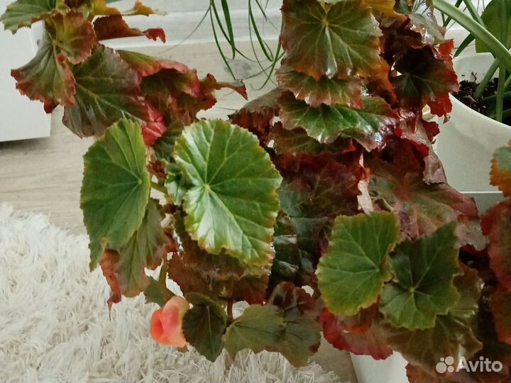 Фикус, алоэ