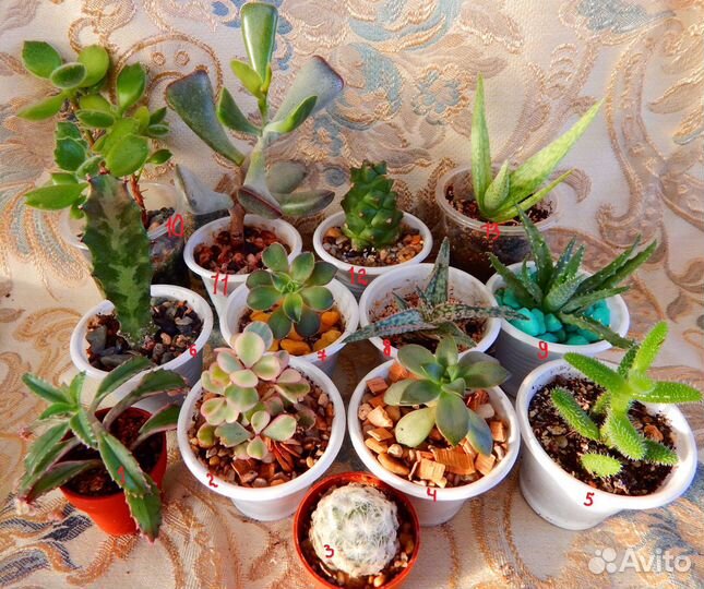 Растения суккуленты