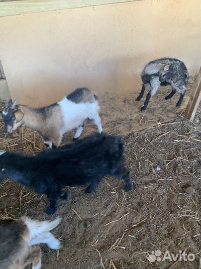 Козочка и козлик 4,5 месяца