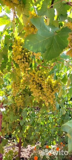 Саженцы и черенки элитных сортов винограда