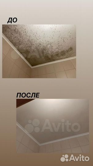 Уничтожение тараканов, клопов, Уничтожение плесени