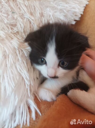 Отдам котят