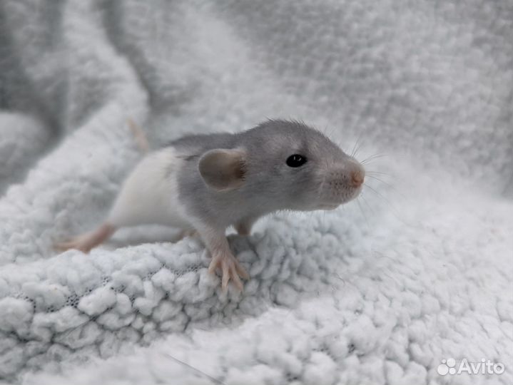 Крысята дамбо домашние малыши