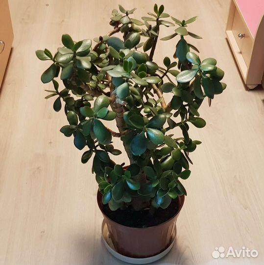 Денежное дерево Толстянка