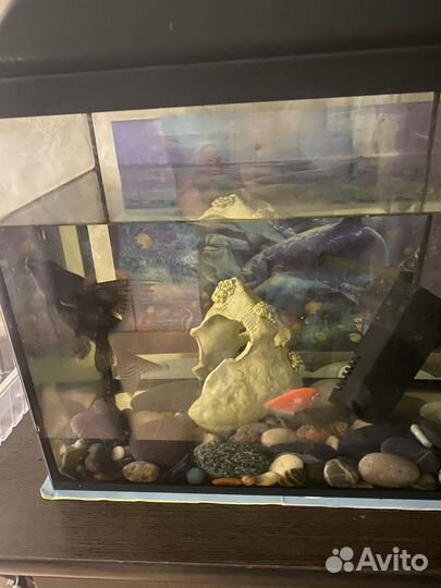 Аквариум с рыбками