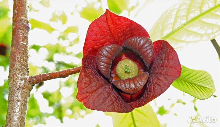 Азимина семена