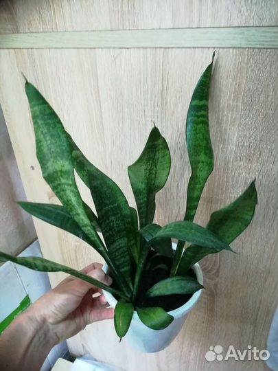 Сансевиерии сортовые