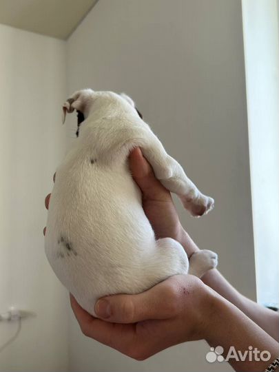 Щенок джек рассел девочка