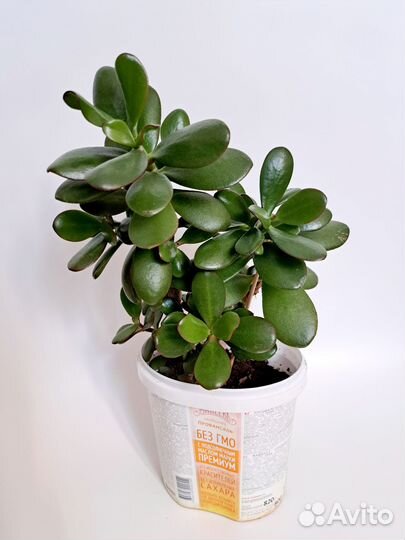 Толстянка, денежное дерево, красула