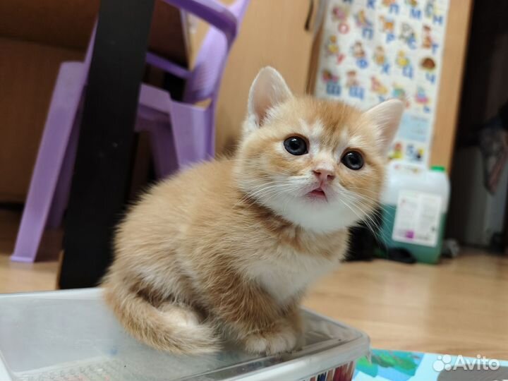 Шотладские котята