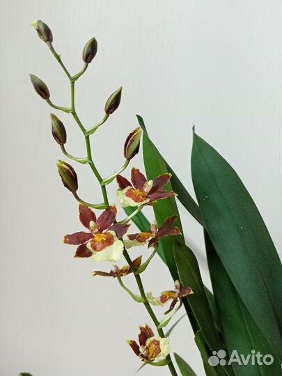Орхидея
