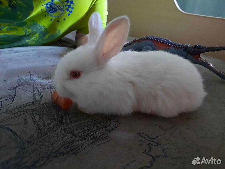 Кролик белый панон