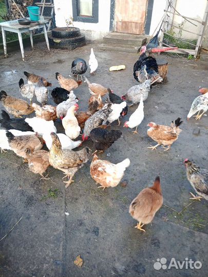 Куры несушки