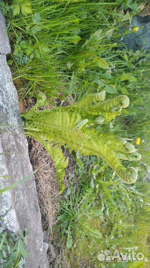 Папоротник садовый